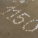 88 1150 Muscheln